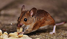Find Exterminators in Yancey County